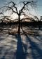 Apple Tree In Winter, Orrtanna, PA