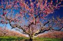 Blossoming Peach Tree, Adams Co., PA