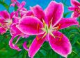 Stargazer Lilies
